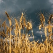 Cómo afectan las lluvias a las cosechas