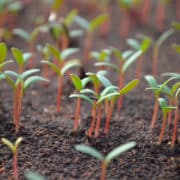 cómo trasplantar plantas