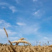 Cuáles son los cultivos típicos de otoño