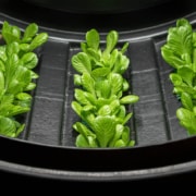 agricultura vertical