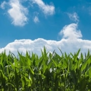 Qué son los fungicidas agrícolas