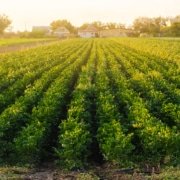 Ventajas de la agricultura biodinamica