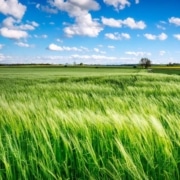Qué es la agricultura de subsistencia