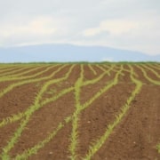 Tipos de seguros agrarios