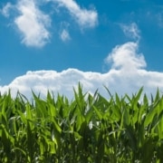 Beneficios del cultivo de maíz en segunda cosecha