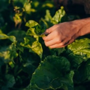 Qué son las prácticas agrícolas regenerativas y qué importancia tienen