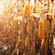 Cómo afecta la climatología a los cultivos de maíz