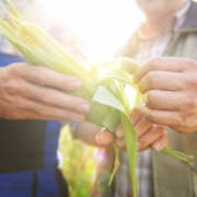 Qué plagas pueden afectar al cultivo de maíz
