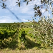 Cuáles son las diferencias entre el cultivo de olivar intensivo y superintensivo