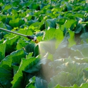 Qué son los insecticidas y cuándo utilizarlos