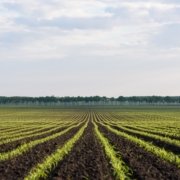 Cómo mejorar la calidad del suelo agrícola