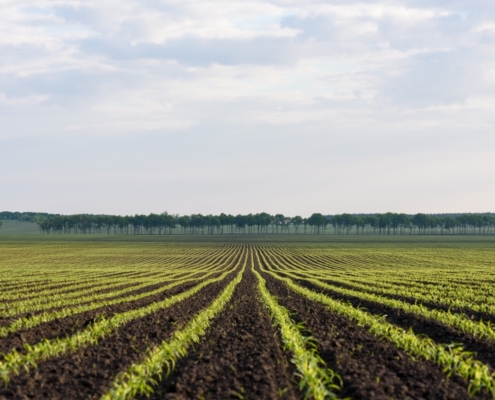 Cómo mejorar la calidad del suelo agrícola