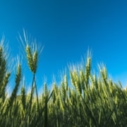Guía completa para el cultivo de cebada