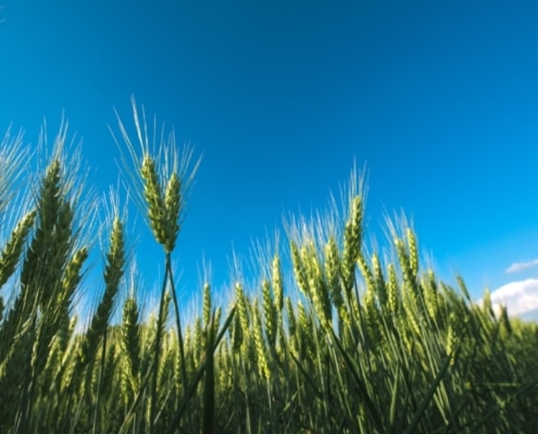 Guía completa para el cultivo de cebada