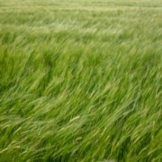 Cómo influye el viento en la agricultura