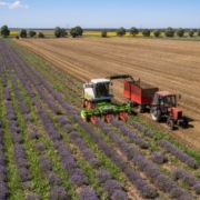 Cómo se cultiva la planta de lavanda