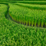 Guía completa sobre el cultivo de arroz