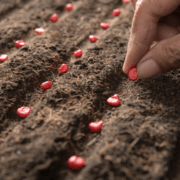 ¿Qué es la siembra variable en agricultura de precisión? Conoce cómo esta técnica ajusta la dosis de semilla según el terreno para mejorar el rendimiento.