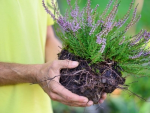 como plantar lavanda