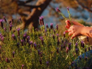 cultivar lavanda