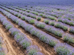 donde plantar lavanda
