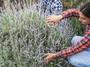 sembrar lavanda