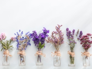 variedades de lavanda