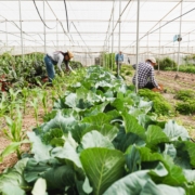 prácticas-agrícolas-sostenibles