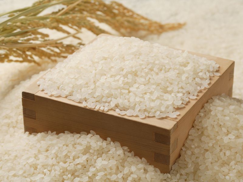 cosecha arroz españa