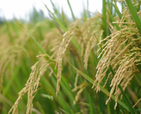 cultivo del arroz