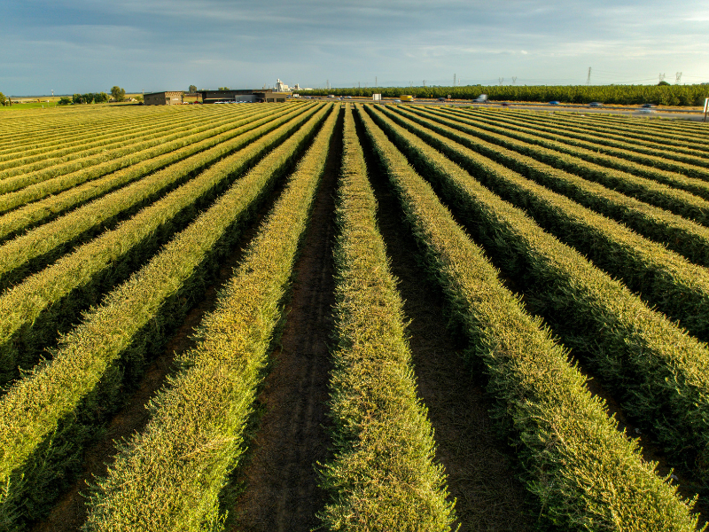 suelo agricultura