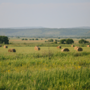 tipos de agricultura