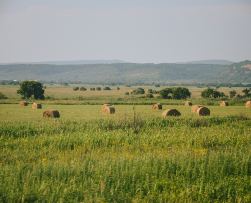 tipos de agricultura